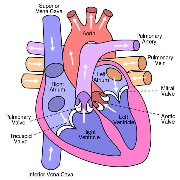A drawing of the human heart and its components shows the path of blood through the chambers, balves, arteries and veins.