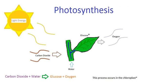 A hand-drawn diagram showing the process of photosynthesis. Image shows carbon dioxide, water, and sunlight energy flowing in to a green plant leaf and oxygen and glucose flowing out of the leaf.
