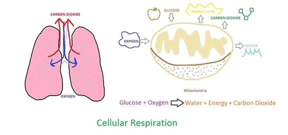 A hand-drawn diagram showing the process of cellular respiration. The picture shows human lungs breathing in oxygen and exhaling carbon dioxide. It also shows a close up of the mitochondria cell structure with oxygen and glucose going into the structure and carbon dioxide, water, and ATP going out of the structure.