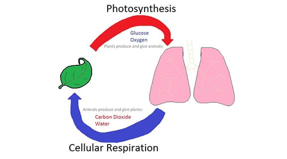A hand-drawn diagram showing the connection between the processes of photosynthesis and cellular respiration. The picture shows a green leaf and human lungs with arrows connecting the two things in a circular pattern with carbon dioxide and water flowing from the lungs to the leaf, and glucose and oxygen flowing from the leaf to the lungs.