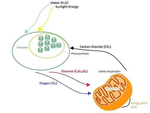 A diagram shows how cellular respiration and photosynthesis are direct opposite reactions. Energy from the sun enters a plant and is converted into glucose during photosynthesis in the chloroplast. Some of the energy is used to make ATP in the mitochondria during cellular respiration, and some is lost to the environment as heat.