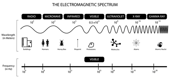 A black line diagram describes the electromagnetic spectrum by providing relative wavelengths (in meters) and frequencies (in Hz) for each portion of the spectrum: radio (10^3 meters, 10^4 Hz), microwave, infrared, visible, ultraviolet, x-ray and gamma ray (10^-12 meters, 10^20 Hz) waves. Simple drawings of buildings, people, a honey bee, a pinpoint, protozoans, molecules, atoms and atomic nuclei provide equivalents to help visualize the wide range of wavelength sizes in the spectrum.