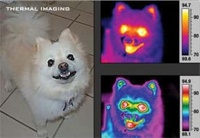 Three photographs of a small white dog, one in visible light, as humans normally see, and two others using IR technology in which the dog's ears, eyes, nose and mouth are roughly visible in different ROYGBIV colors that indicate their temperatures in °F.