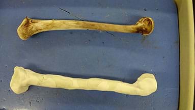 A photograph shows a dissecting tray that contains two bones. The top one is a real turkey femur. The bottom one is a student-created prototype of a turkey femur made from clay and other materials.