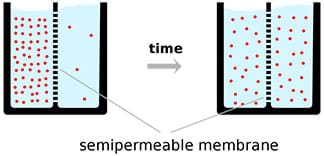 A side-view drawing shows diffusion over a semipermeable membrane. From left to right: Most particles (red dots) are on one side of a container of liquid that is divided vertically by a membrane. An arrow labeled “time” points to the right where in the same container, the particles are now spread out equally on both sides of the membrane.