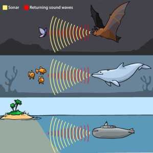 A drawing shows a bat, whale and submarine using sound waves to detect obstacles or food.
