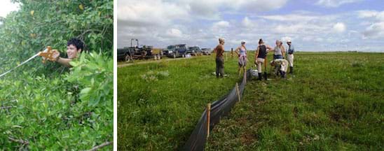 Two photos: A student behind a shrub and under a tree holds out a long, spooled survey tape measure connected to somewhere outside of the image. Six people in a wide open green field work to install a drift fence made of stakes and a black porous plastic material.