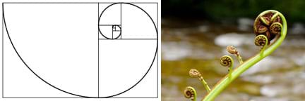 Two images: (left) A line drawing shows a series of squares positioned in a spiral shape, with a connecting curling line through them all. (right) Photo shows an uncurling frond of a Ponga (New Zealand tree fern).