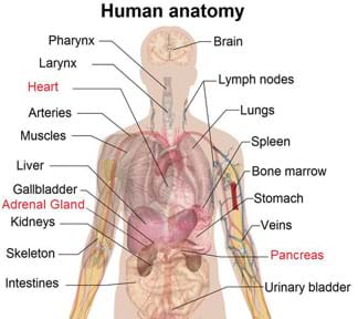 A drawing of the human anatomy shows the location of numerous sensor organs, highlighting the heart, pancreas and adrenal gland.