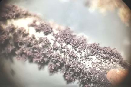 Photo of silver dendrites formed on a copper wire at 30x magnification. A green powder, copper(II) nitrate, is visible around the dendrites.