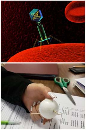 (top) In the foreground, a blue and green bacteriophage landing on a red cell with its yellow tail fibers attaching. Additional red cells on a black background can be seen behind. (bottom) Student’s hand holding student-made “phage” consisting of a white Styrofoam ball with three toothpicks sticking out as well as Velcro on the top and bottom.