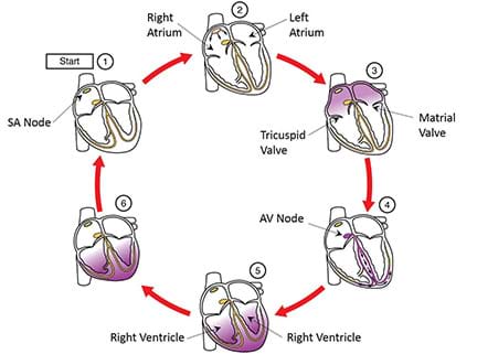A six picture diagram of the electrical impulses that make heart work.