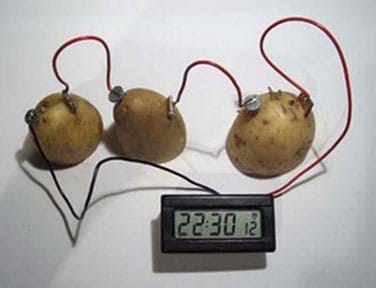 Three potato batteries in series, connected by wires.