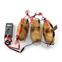 Three potato batteries in parallel, connected by wires.