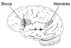 Line drawing of the human brain with arrows pointing to two interior areas.
