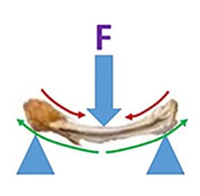 A chicken bone is supported on each end while a load is applied from the top pressing down on the center.