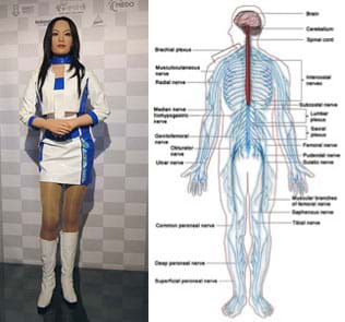 Photo shows a Japanese robot called DER 01 that looks amazingly like an Asian girl with long hair, stylish clothing and realistic body shape and parts. A diagram of the human body with lines throughout, identifying nervous system parts such as brain, cerebellum, spinal cord, and plexuses and nerves.