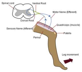 Diagram of patellar (knee) reflex indicates leg movement (a kick) and identifies femur, patella, quadriceps muscle, sensory nerve, motor nerve, dorsal root, ventral root and spinal cord.