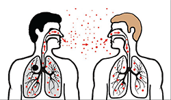 Cutaway drawings of two people standing side by side with particles from one person's sneeze being breathed into the nose and lungs of the other person.