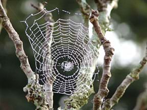 A photograph shows a spider in a delicate web that is stretched between two branches and dripping with dew.