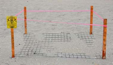 A sea turtle nest on the beach is protected by four wooden stakes and wire.