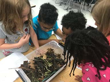 Five students are gathered around their compost bin making observations. The compost bin has a variety of organic material, such as leaves, dirt, and food waste.