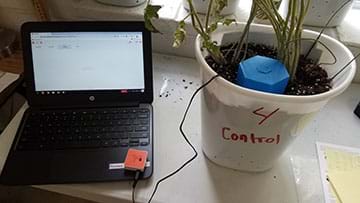 Image of a potted plant with the PocketLab tactile pressure sensor placed on top of the soil and the cord connected to the PocketLab.  There is a 1000 g weight on the pressure sensor and the PocketLab connected via Bluetooth to a student Chromebook.