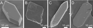 Four calcium oxalate monohydrate (COM) crystals—black and white microscopic photographs with scales showing 10 μm lengths. The first COM crystal (A) presents a normal elongated hexagonal shape and length; the three others show how inhibitor molecules that bind to COM crystals alter growth rates and shapes: BSA results in diamond-shaped crystals (B), C4S increases the length (C), and citrate produces quasi-rectangular crystal habit (D).