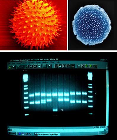 Two images of spherical objects, one orange and spiky, one blue and bumpy. Photo of a computer screen image shows squarish blue blobs on a black background—agarose gel electrophoresis being used to visualize DNA extracts.