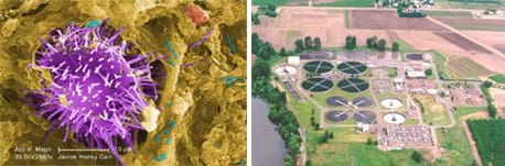 Two photos: A magnified image looks like a big spiky purple blob on a crusty brown background with smaller blue-green, red and white blobs nearby. Aerial photo shows a plant next to farmlands and a river, with many buildings and 14 round, water-filled pools.
