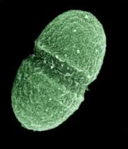 A microscopic photograph shows a pale green, oblong-shaped single-cell bacteria.