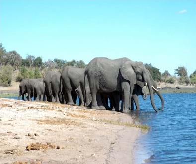 A photograph shows a group of 6-7 elephants along a shallow body of water with trunks down trying to get a drink of water.