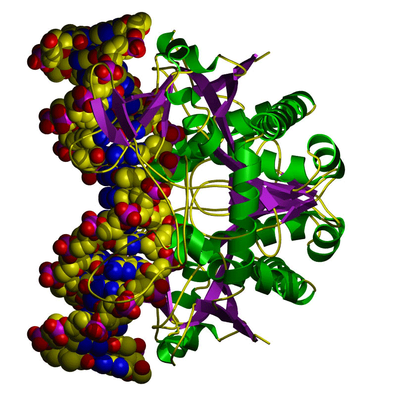 Computer-generated rendering shows the position of the atoms in a restriction enzyme.