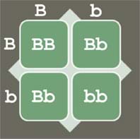 A four-square grid with columns titled, B and b, and rows titled B and b. The four square cells are labeled BB (top left), Bb (top right), Bb (bottom left), and bb (bottom right).
