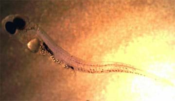 A microscopic photograph shows a transparent larval perch fish with microplastic particles lining its stomach.