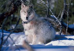 A photograph shows a gray wolf (canis lupus) facing the camera and wearing a tracking collar. The wolf is on snowy ground with branches in the foreground and background. His coat is mostly gray, white and black, with a patch of red near his shoulder.