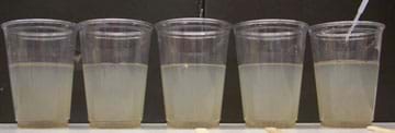 Photo shows five clear plastic cups, each half-filled with the same cloudy brown liquid.