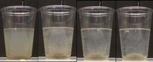 Photo shows four clear plastic cups, each half-filled with a cloudy liquid. In each image, left to right, the liquid is increasingly more clear with a growing brownish-white pile at the bottom of each subsequent cup.