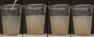 Photo shows four clear plastic cups, each half-filled with a cloudy liquid.