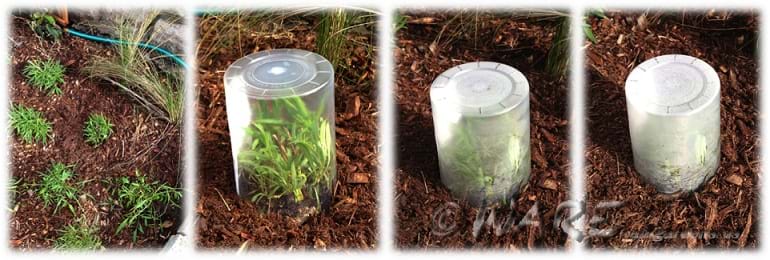 Four photographs show an evapotranspiration time series for a Florida native plant species with the common name, Yellowtop. First photo shows several of the same little green plants with long leaves planted near each other, surrounded by bark mulch. In the next three photos, one plant is covered by an inverted clear plastic cup that is increasingly opaque with condensation building up inside.