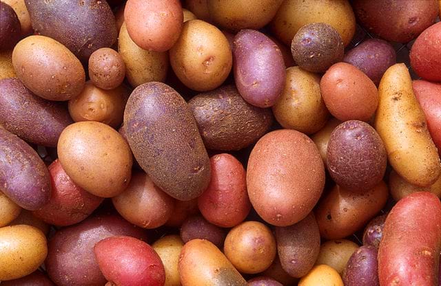 An image of several dozen potatoes of varying shapes, sizes, and colors.