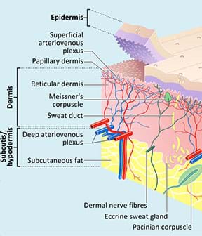 A cutaway anatomical drawing shows the anatomy of skin. Its primary layers are epidermis, dermis and subcutis/hypodermis. Other  identified components are: superficial arteriovenous plexus, papillary dermis, reticular dermis, Meissner’s corpuscle, sweat duct, deep arteriovenous plexus, subcutaneous fat, dermal nerve fibers, eccrine sweat gland, Pacinian corpuscle.