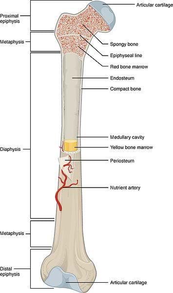 A cutaway anatomical drawing shows a long bone that is knobby at each end with identified bone sections: proximal epiphysis, metaphysis, diaphysis, metaphysis, distal epiphysis. Other identified bone parts are: articular cartilage, spongy bone, ephiphyseal line, red bone marrow, endosteum, compact bone, medullary cavity, yellow bone marrow, periosteum, nutrient artery, articular cartilage.