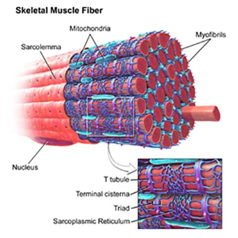 A cutaway anatomical drawing of skeletal muscle fiber shows many organized muscle fibers and cells, labeled by type: sarcolemma, nucleus, mitochondria, myofibrils, T tubule, terminal cisterna, triad, sarcoplasmic reticulum.