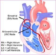 Cutaway drawing of the heart chambers identifies the locations of the sinoatrial (SA) node and atrioventricular (AV) node.