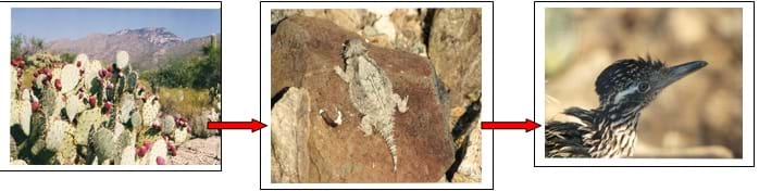 A three-part image shows a food chain: prickly pear cacti > a horned toad > a roadrunner.
