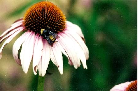 A photo shows a bee pollinating a purple coneflower.