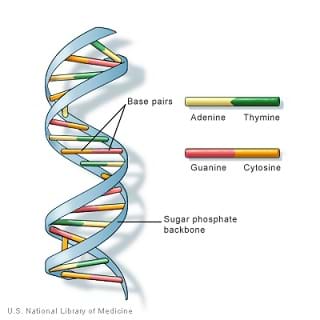 A color drawing that looks like a twisted rung ladder. It is a DNA double helix formed by base pairs attached to two parallel twisted sugar-phosphate backbones with each base a different color. A legend shows which base (adenine, thymine, guanine, cytosine) corresponds to which color.