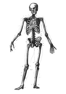 An image of the human skeleton.