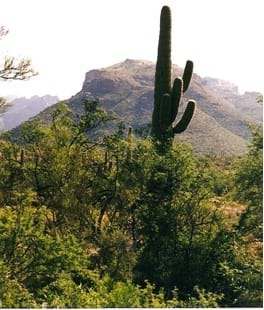 Saguaro National Park desert landscape.